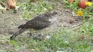 Sparrowhawk plucking a Starling 2 [upl. by Ryann732]