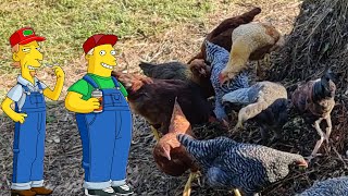 Chickens Turn Compost And Do A Workplace Harassment  The Daily Sneed [upl. by Myrta]