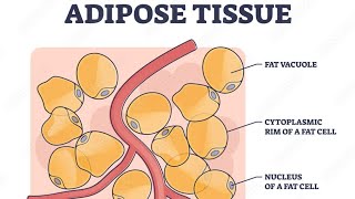 Adipose tissue Histology [upl. by Lemahs51]