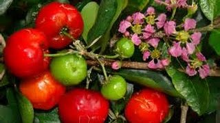 How to Grow a Barbados Cherry Tree [upl. by Fredi985]