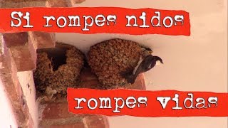 SI ROMPES NIDOS ROMPES VIDAS  Avión común nidificación [upl. by Gilburt]