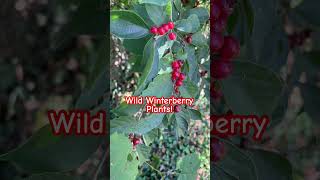 Wild Winterberry Plants ☠️🧪🫐 [upl. by Gawain]