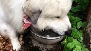 アラン水を飲むのが下手くそ【グレートピレニーズ、greatpyrenees】 [upl. by Shelman727]