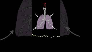 AUSCULTACIÓN PULMONAR Crepitantes ruidos pulmonares normales y anormales medicina shorts [upl. by Annoled]