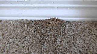 Drywood Termite Inspection  AmeriGuard Pest Defense [upl. by Amhsirak]