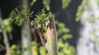 Moringa Sowing growing harvesting drying the leaves [upl. by Starbuck460]