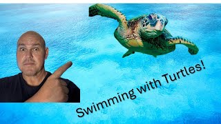 Swimming with Sea Turtles in Hawaii [upl. by Ashlen]