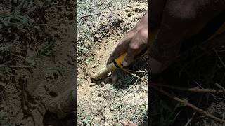 pin pointer shorts short youtubeshorts viral metaldetecting treasure [upl. by Silverstein604]