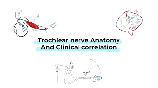 Trochlear nerve anatomy and clinical correlation شرح بالعربي [upl. by Turpin]