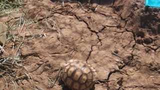 One year old Sulcata Tortoise Outdoor Enclosure [upl. by Daveen]