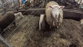 Cute jumping lambs  Emilie the Sheep Girl farm farmlife sheepfarming [upl. by Nika545]