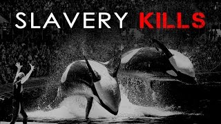 Slavery Kills  Tribute to Orcas [upl. by Ennairod]