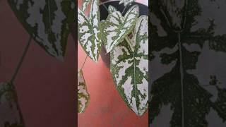 Calathea plant കലാത്തിയ പ്ലാന്റ് [upl. by Worden]