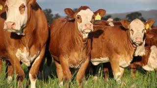 Simmental Large Corporate video [upl. by Luaped658]