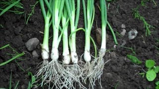 How to Grow Spring Onions from Seed [upl. by Joash]