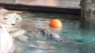 Harbor Seal Pumpkin Enrichment [upl. by Daron]