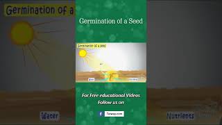 Germination of a Seed  SEED GERMINATION  Plant Germination  Plant Science for Kids shorts [upl. by Oglesby76]