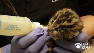 Fishing Cat Is HandReared at Oklahoma City Zoo [upl. by Sanoy]