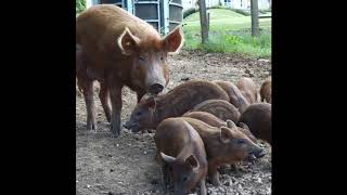 Our Iron Age Pigs produced for Farms Not Factories [upl. by Enellek669]