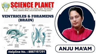 Cavities of Brain Ventricles Cerebrum [upl. by Tansy]