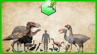 Flightless Birds Size Comparison Living Extinct [upl. by Montgomery]