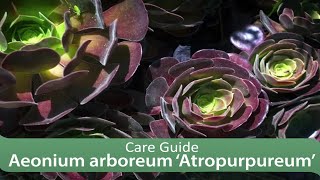 Aeonium arboreum ‘Atropurpureum’ Care Guide [upl. by Noreik]