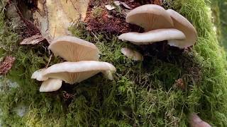 Oyster Pleurotus ostreatuspulmonarius Pleurotus populinus mushrooms are fruiting abundantly now [upl. by Aleron]