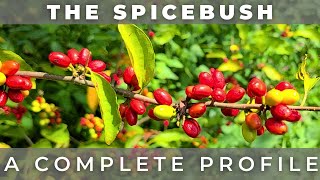 The Spicebush  A Complete Profile [upl. by Etrem]