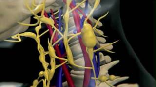 How Lymphoma Develops [upl. by Mohammed865]