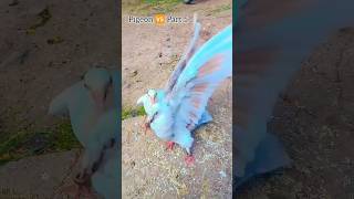 Pigeon 🆚 Part 5😱 pigeon kabutri birds pigeonlover fighting wwe trending viralvideo shorts [upl. by Erret]