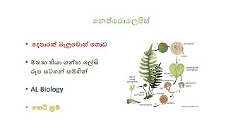 නෙප්රොලෙපිස් ජීවන චක්‍රයnephrolepis life cycleAl BiologyEasy Biology [upl. by Sabec]