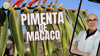 PIMENTA DE MACACO utilizada TEMPEROS ação ANTIINFLAMATÓRIA ANTIBACTERIANA ANTIFÚNGICADIURÉTICA [upl. by Vidda]