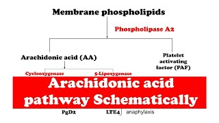 Arachidonic acid pathway [upl. by Haimehen]