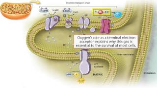 What is Electron Transport Chain [upl. by Eiboj]