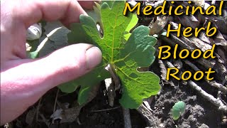 How To Identify Blood Root [upl. by Anahir]