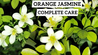 All About Orange Jasmine Plant  MarwaKamini Plant Care Tips [upl. by Gnohp]