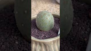 Rare and unique looking Tephrocactus geometricus [upl. by Derf]