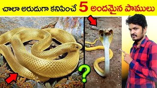 🔵 most beautiful snakes in the world  golden snakes  interesting facts  virinchi facts telugu [upl. by Hubert]