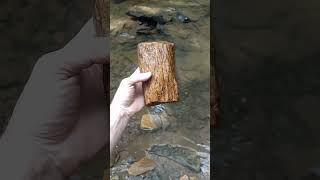 petrified wood Western Pennsylvania [upl. by Ennovihs]