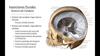 Historia y teoría Osteopatía craneal Part III [upl. by Immij]