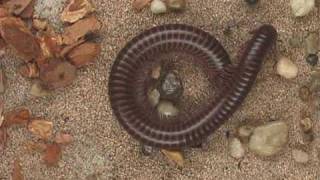 Millipede [upl. by Yul]