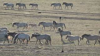 Horses stallion the king Koniks Oostvaardersplassen the Netherlands [upl. by Ahselyt750]