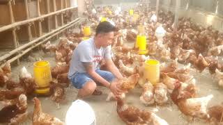 Ternak ayam petelur  Perkembangan ayam petelur  usia 29 minggu  ayam sehat  tanpa bau dan lalat [upl. by Selym]