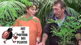 chaine de Jardinage Moringa oleifera Comment faire un Semis l’arbre de la vie [upl. by Dao]