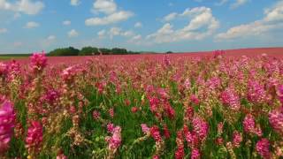 Sainfoin Field [upl. by Gereld832]