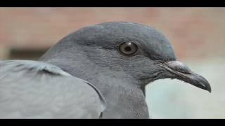 BENNINGTON  Gails Pigeon Conspiracy quotThe Zapruder Scopequot [upl. by Aicil638]