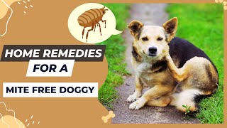 How To Get Rid Of Dog MitesSafe Home Remedies [upl. by Cristiano]