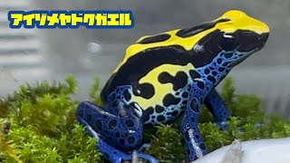 アイゾメヤドクガエル よく姿を見せてくれる Dendrobates tinctorius [upl. by Yvon]