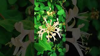 🏵COMMON HONEYSUCKLE🏵 lonicera periclymenum [upl. by Nueoht]