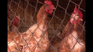 Nigerias poultry farming sector hit by inflation [upl. by Tonl]